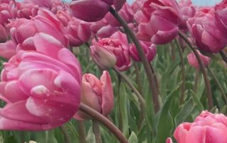 A ground-level color photo of a large field of tulips, all with pink and white petals, blowing in the wind.