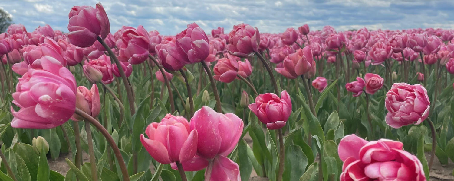 Tulip Field in Amsterdam, Photo by Emmeline Ensign A ground-level color photo of a large field of tulips, all with pink and white petals, blowing in the wind.